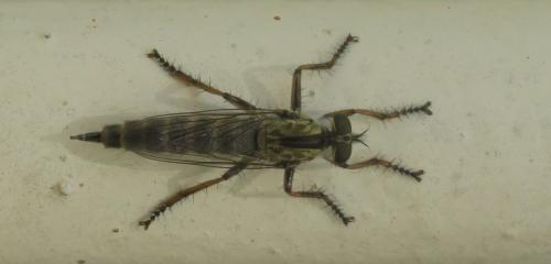 Réf. 299 228 : Tolmerus sp.